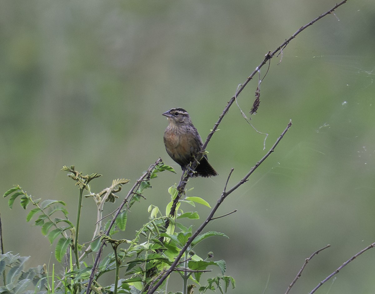 Red-breasted Meadowlark - ML645841610