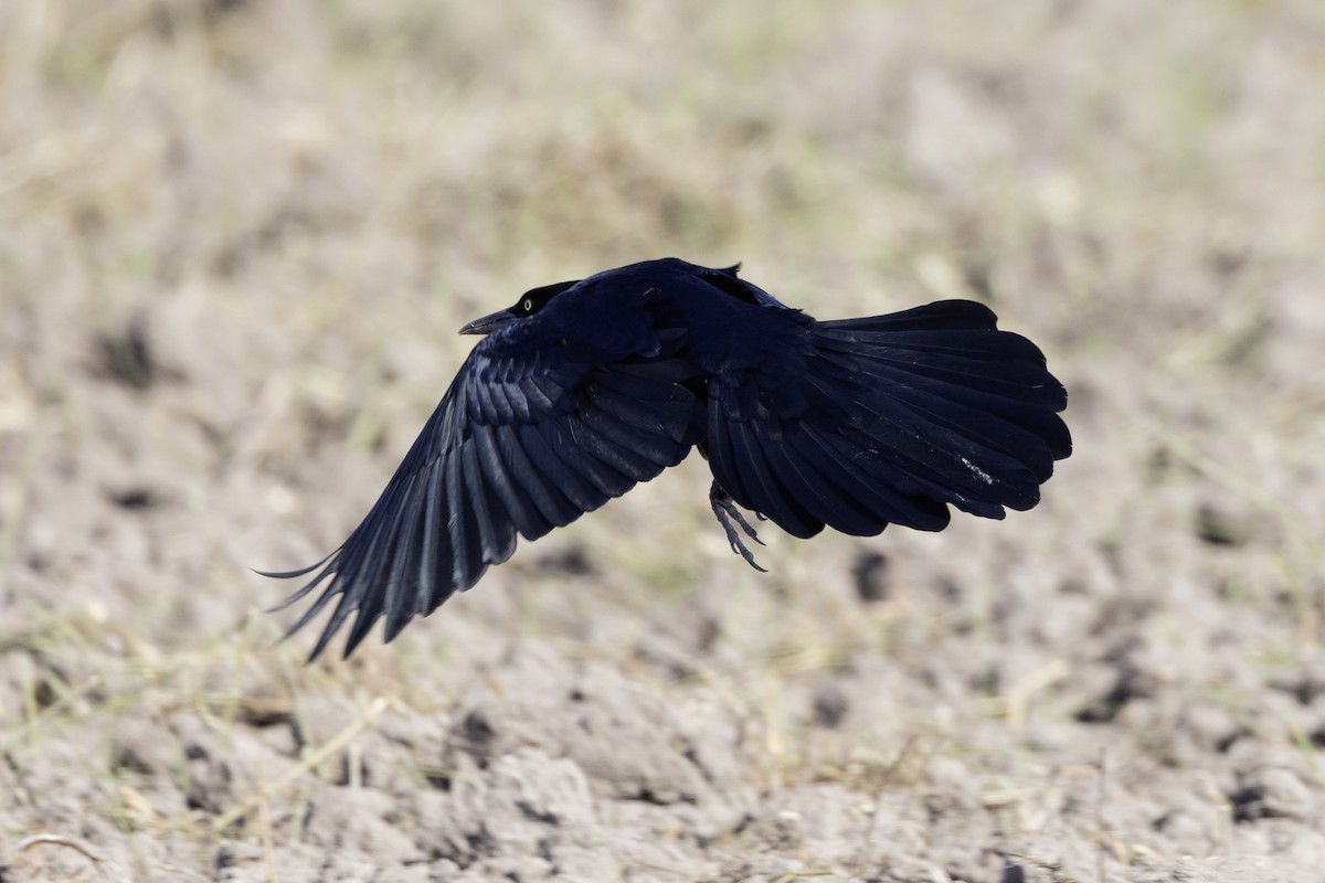 Great-tailed Grackle - ML645841616