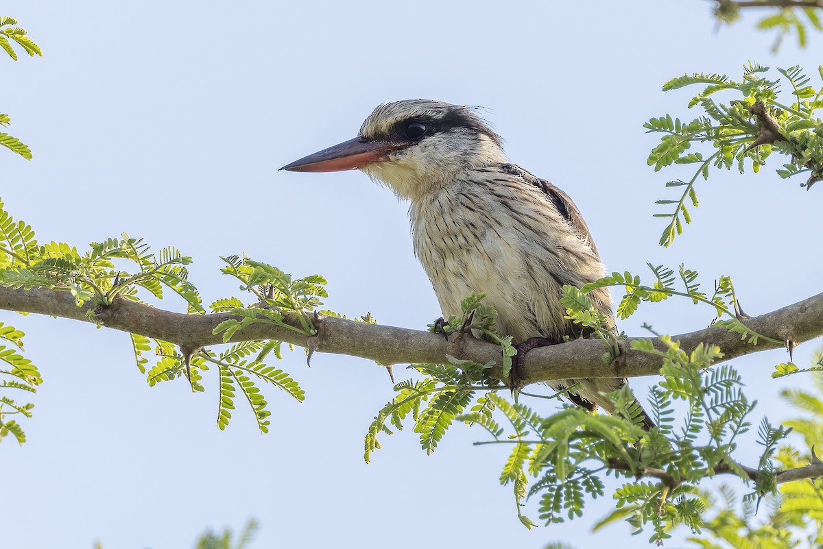Striped Kingfisher - ML645841627