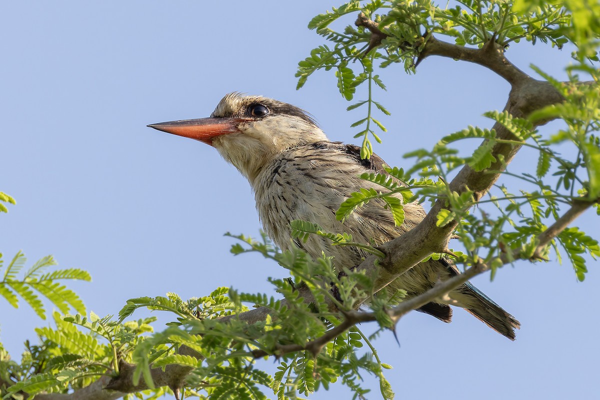 Striped Kingfisher - ML645841628