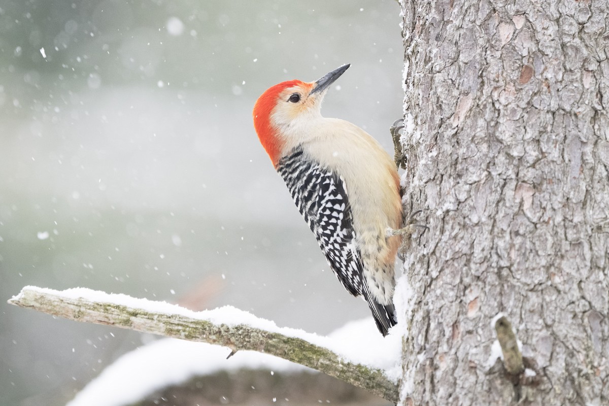 Red-bellied Woodpecker - ML645841632