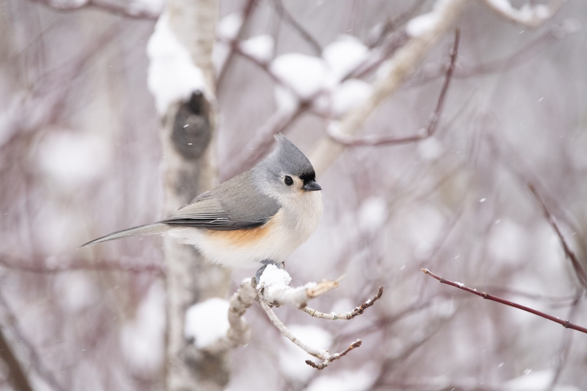 Tufted Titmouse - ML645841638
