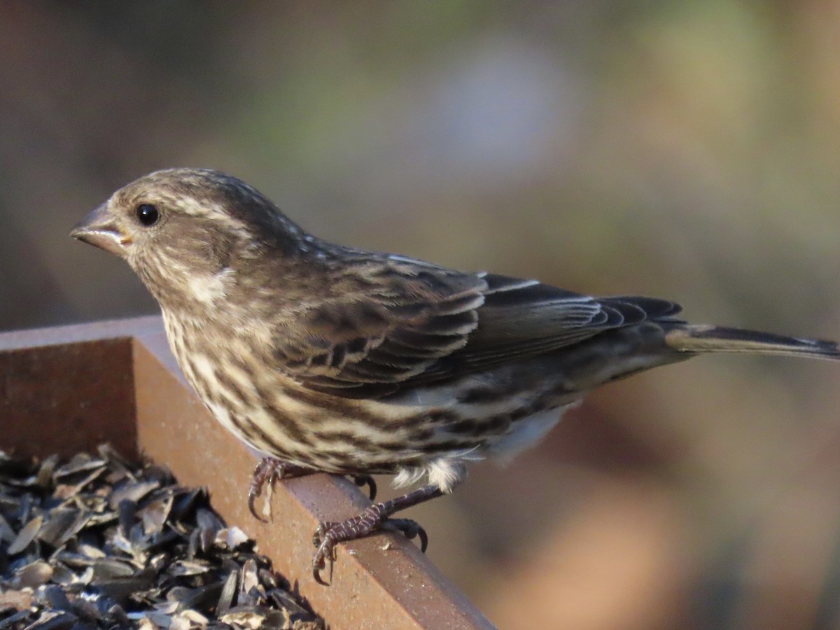 purpurfink - ML645841640