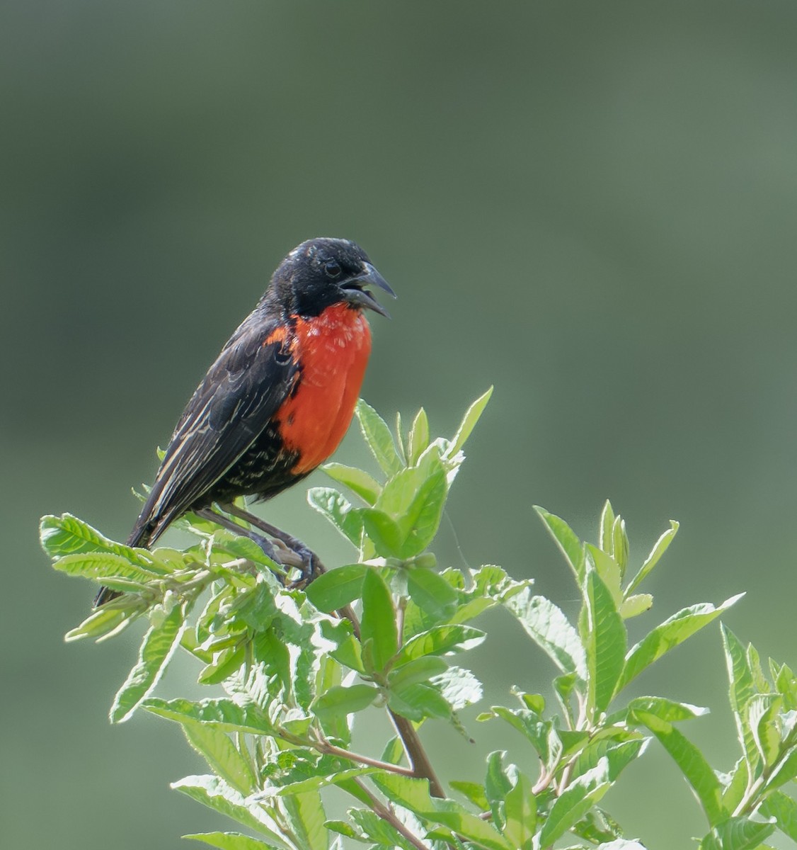 Red-breasted Meadowlark - ML645841643