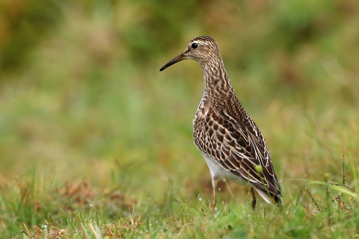 Дутыш - ML645841650