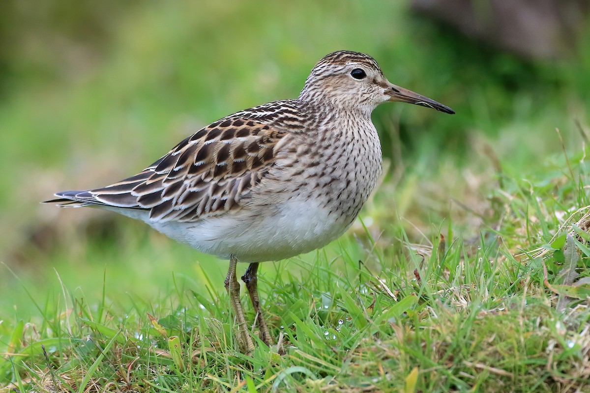 Дутыш - ML645841651