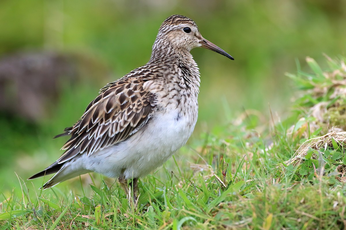 Дутыш - ML645841652