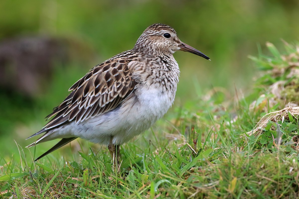 Дутыш - ML645841653