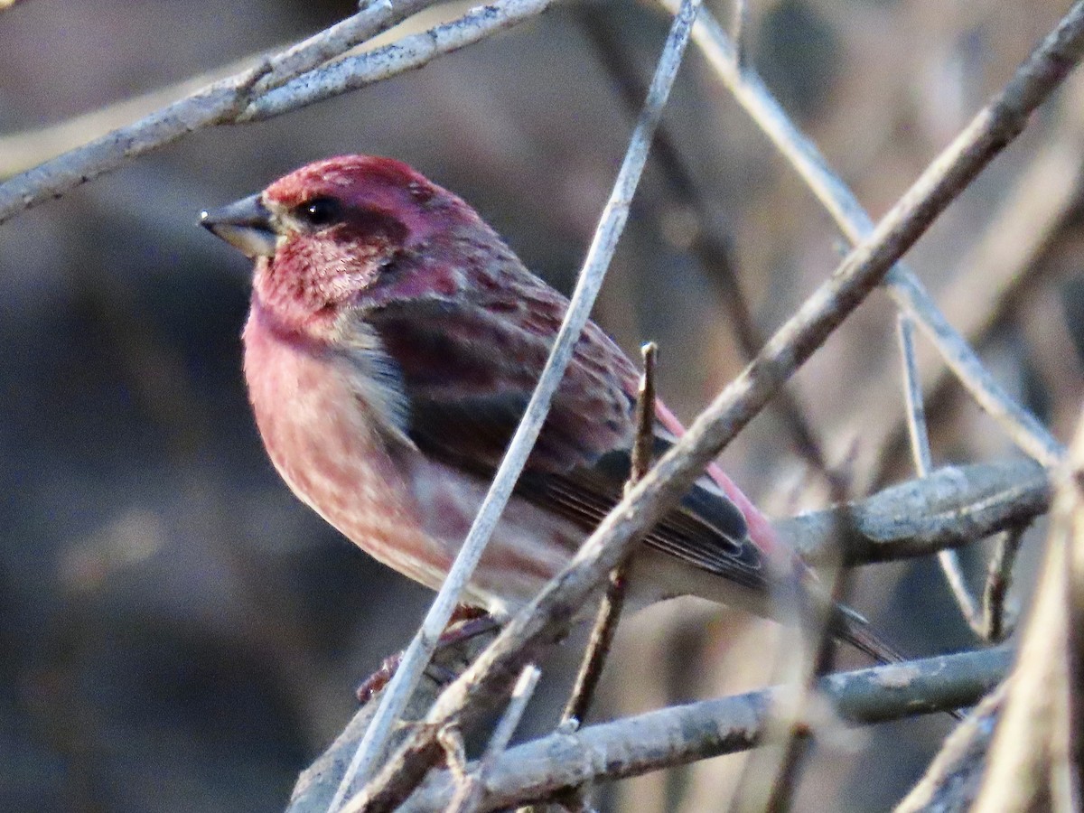 purpurfink - ML645841666