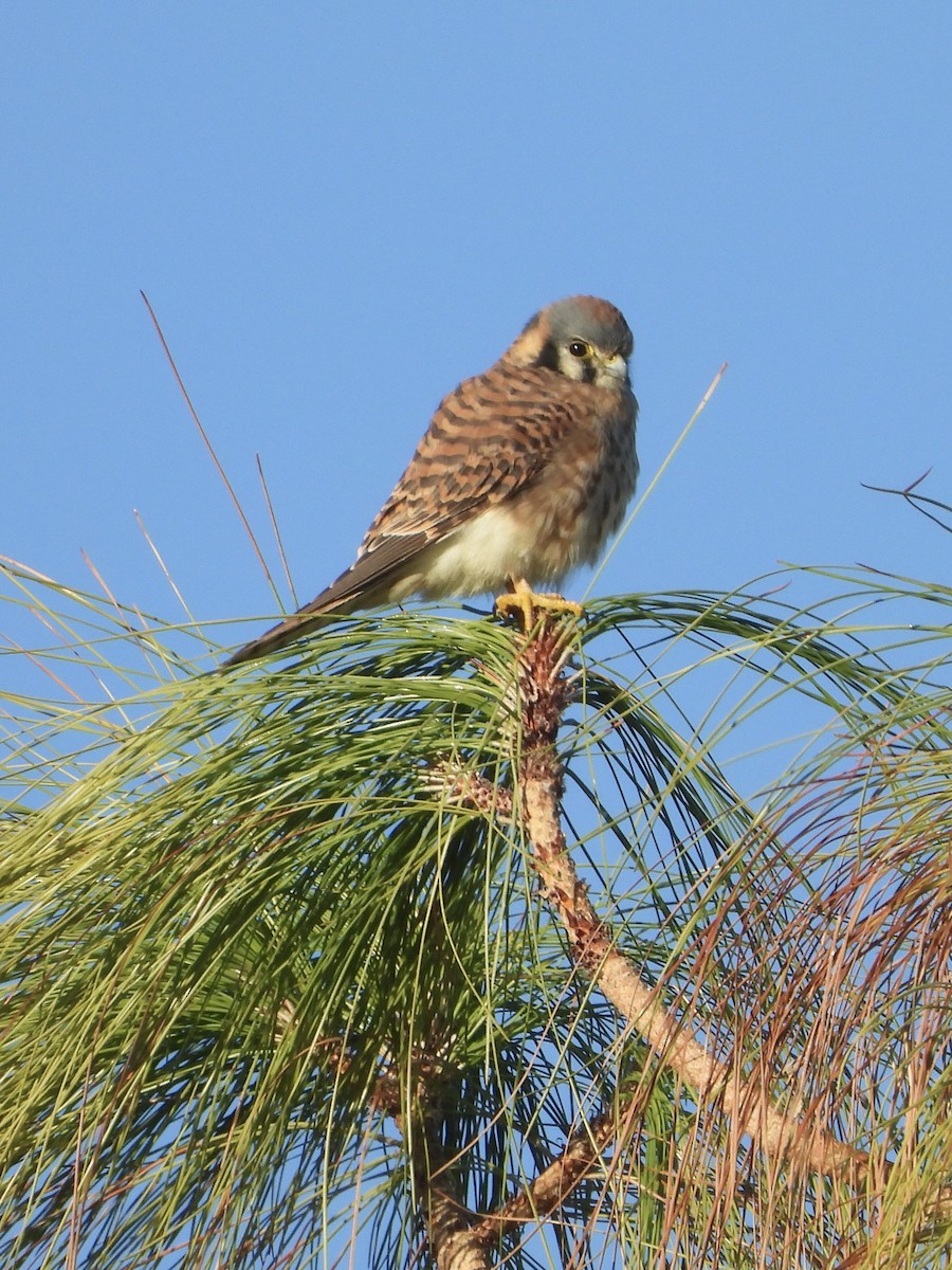 American Kestrel - ML645841668