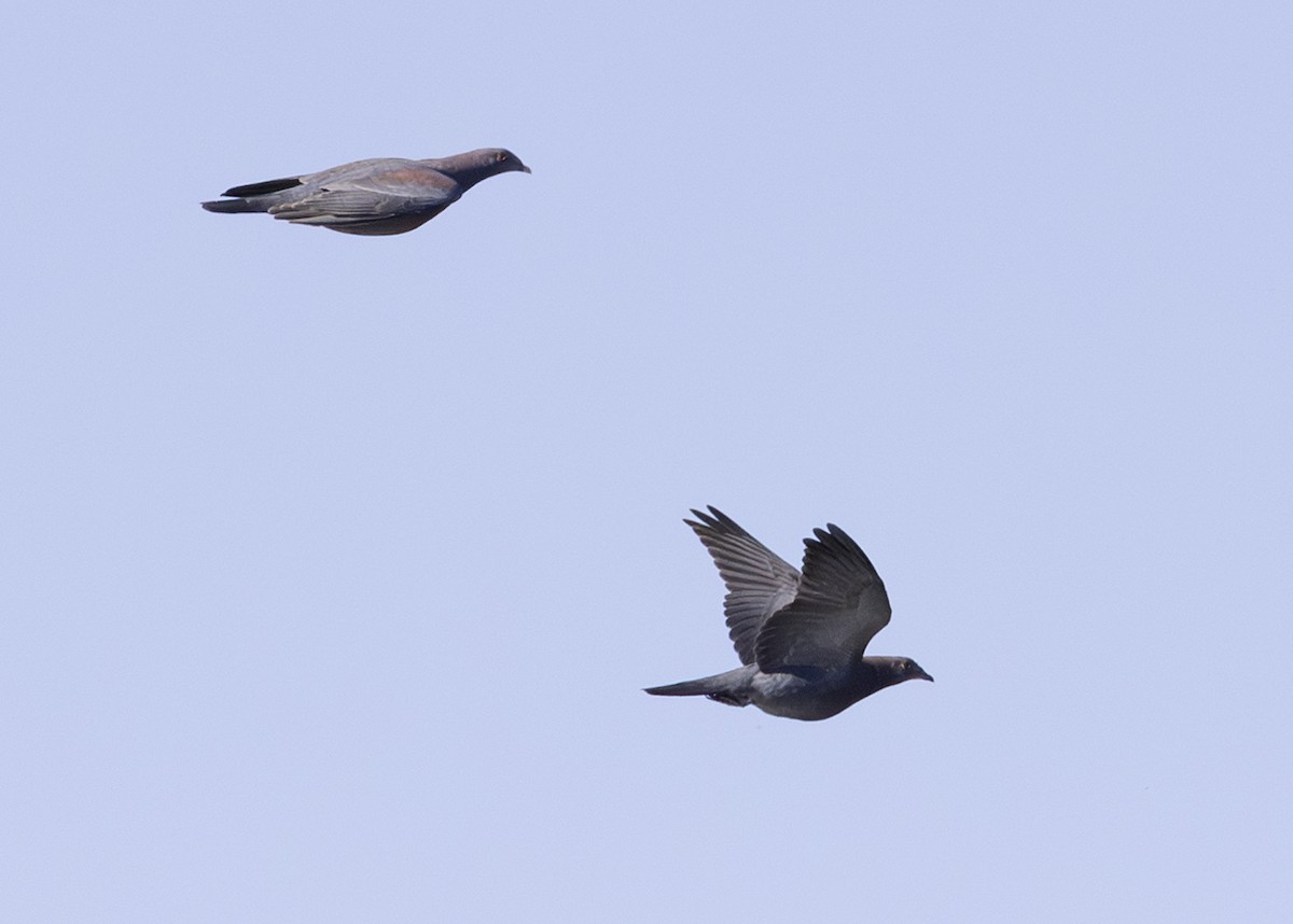 Red-billed Pigeon - ML645841698