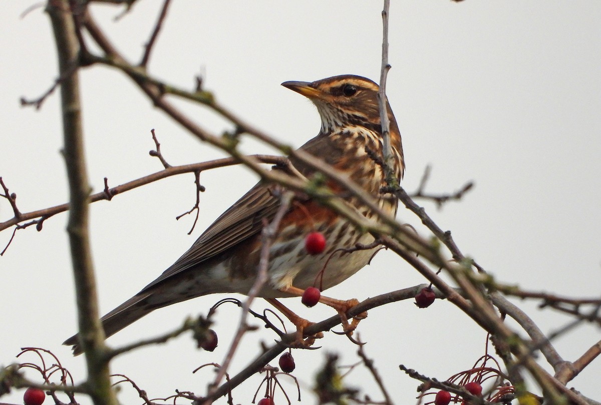 Redwing - ML645841699