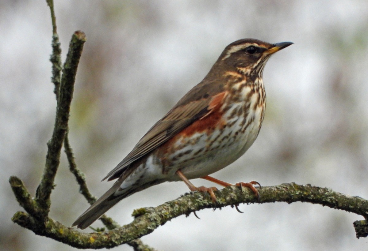 Redwing - ML645841700