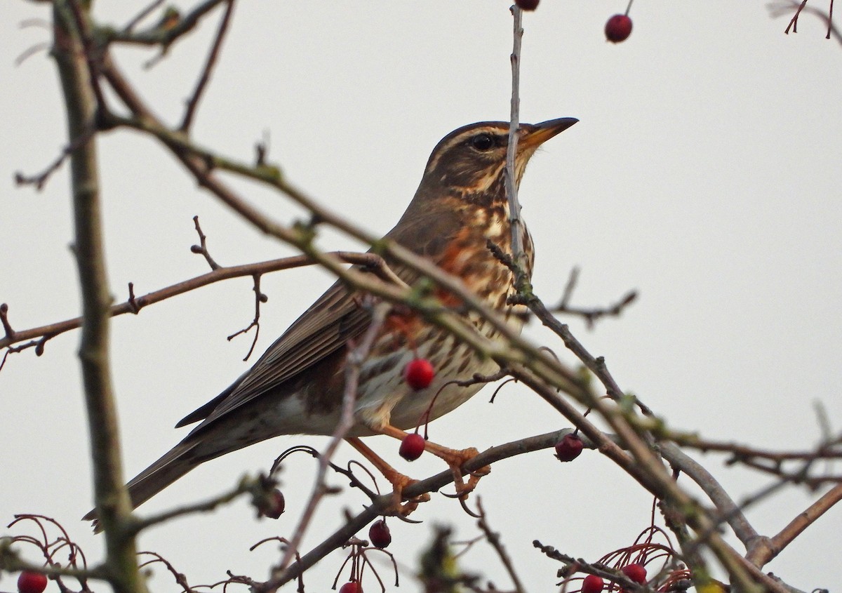 Redwing - ML645841701