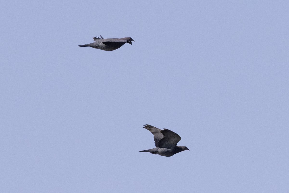 Red-billed Pigeon - ML645841708