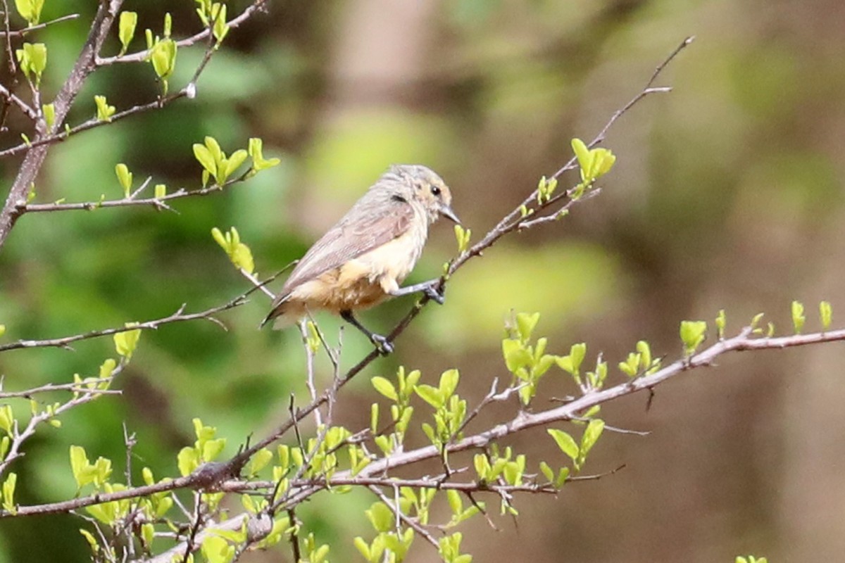 African Penduline-Tit - ML645841718