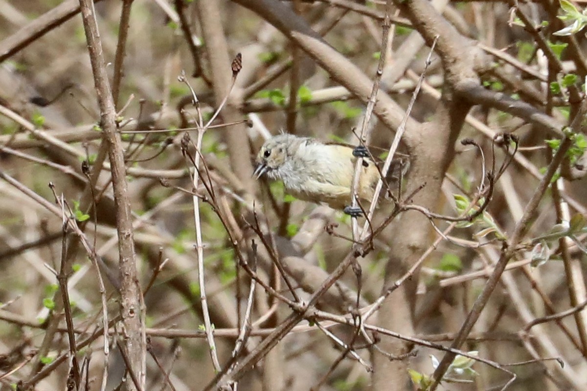 African Penduline-Tit - ML645841719