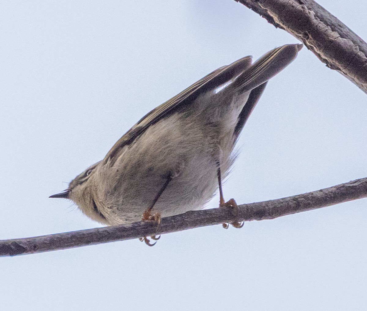Golden-crowned Kinglet - ML645841747