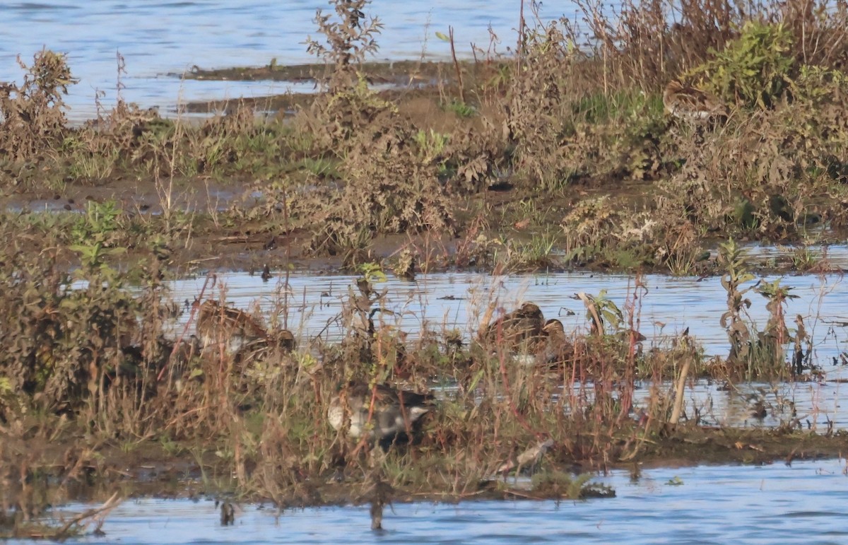 田鷸 - ML645841756