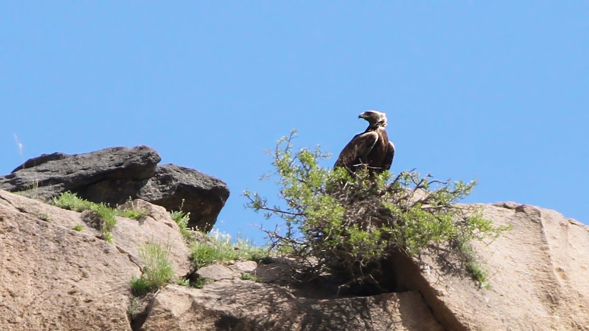 Golden Eagle - ML645841766