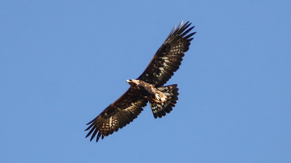 Golden Eagle - ML645841767