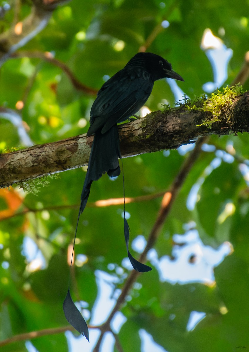 Greater Racket-tailed Drongo - ML645841769