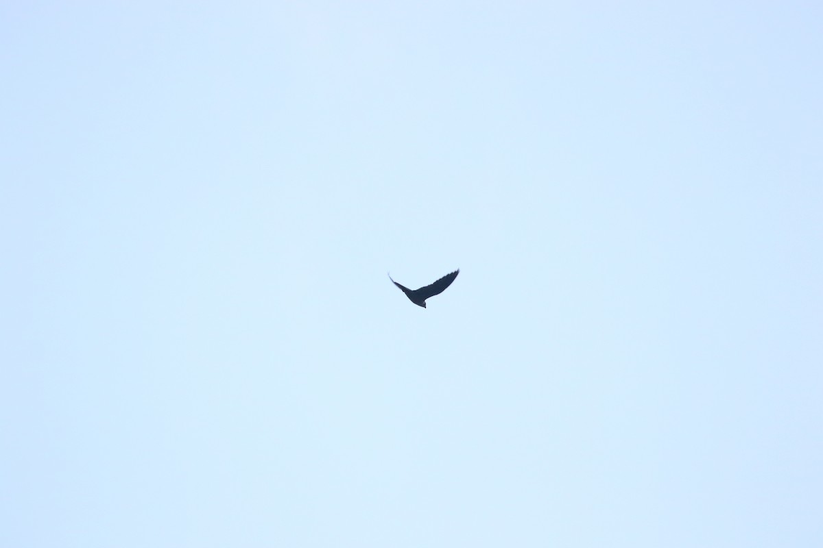 Peregrine Falcon - ML645841774