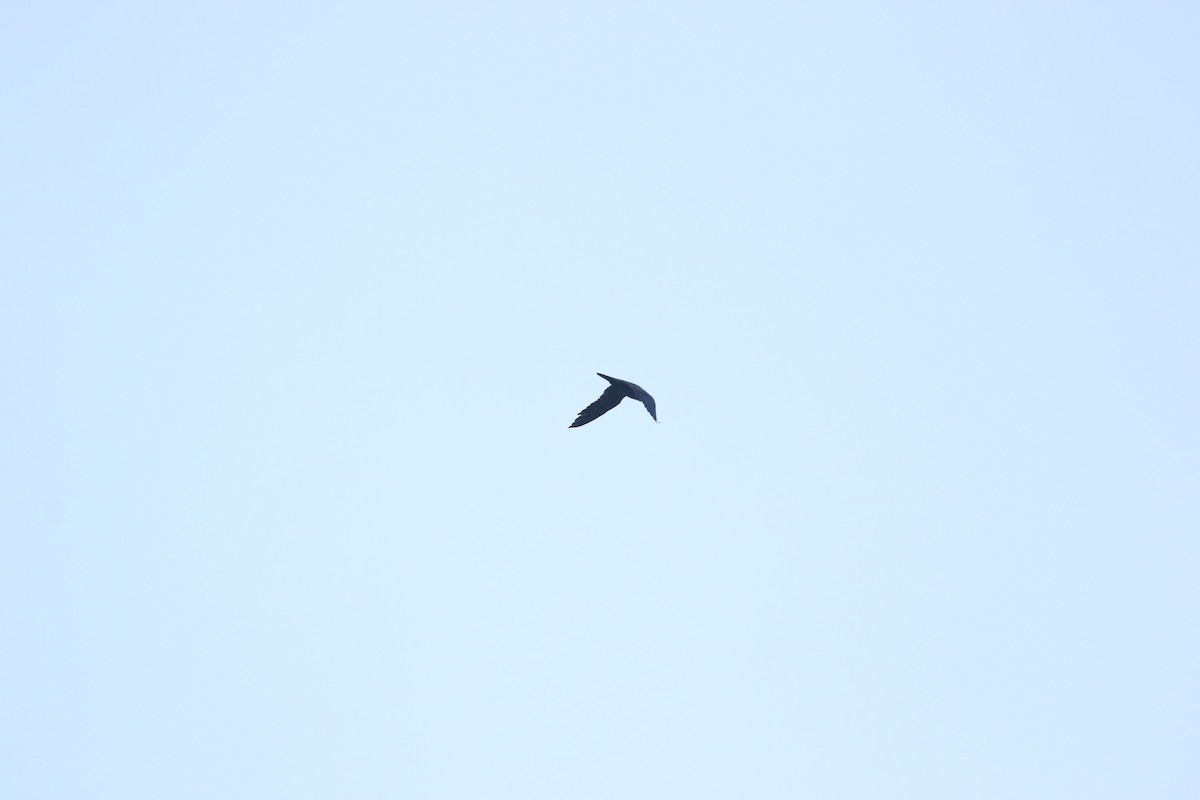 Peregrine Falcon - ML645841780