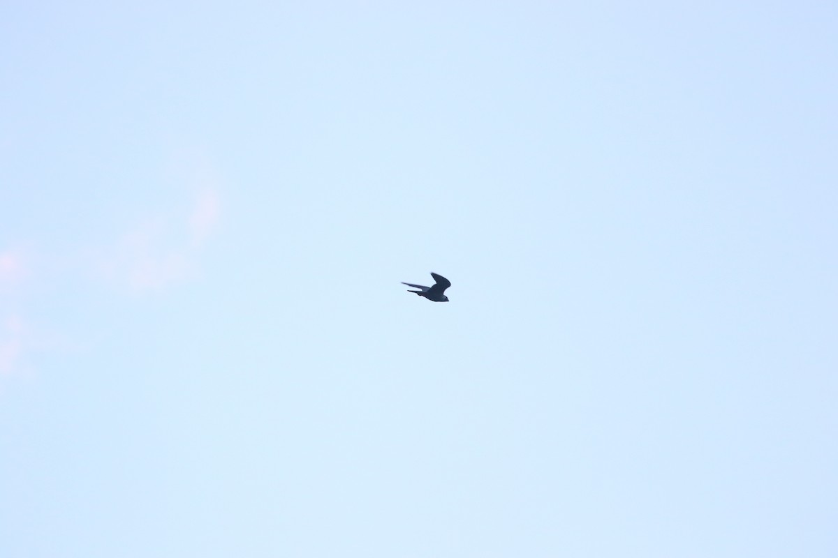 Peregrine Falcon - ML645841785