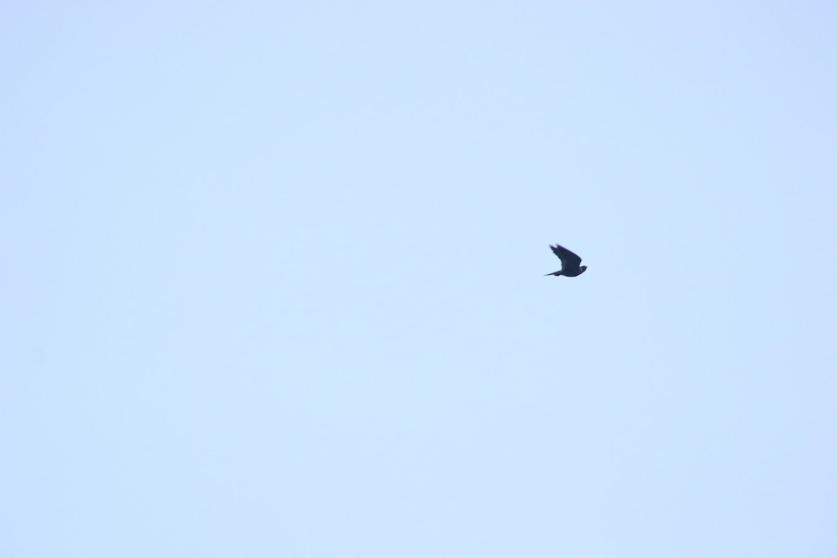 Peregrine Falcon - ML645841790