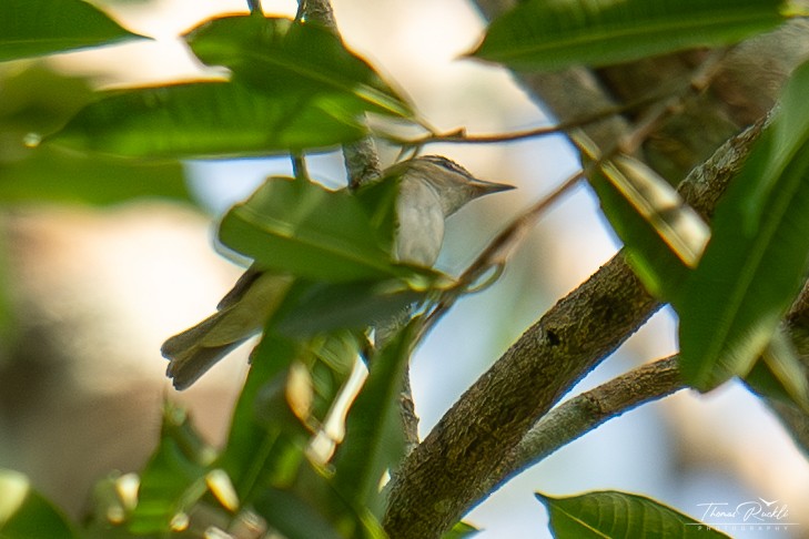 Chivi Vireo - ML645841791