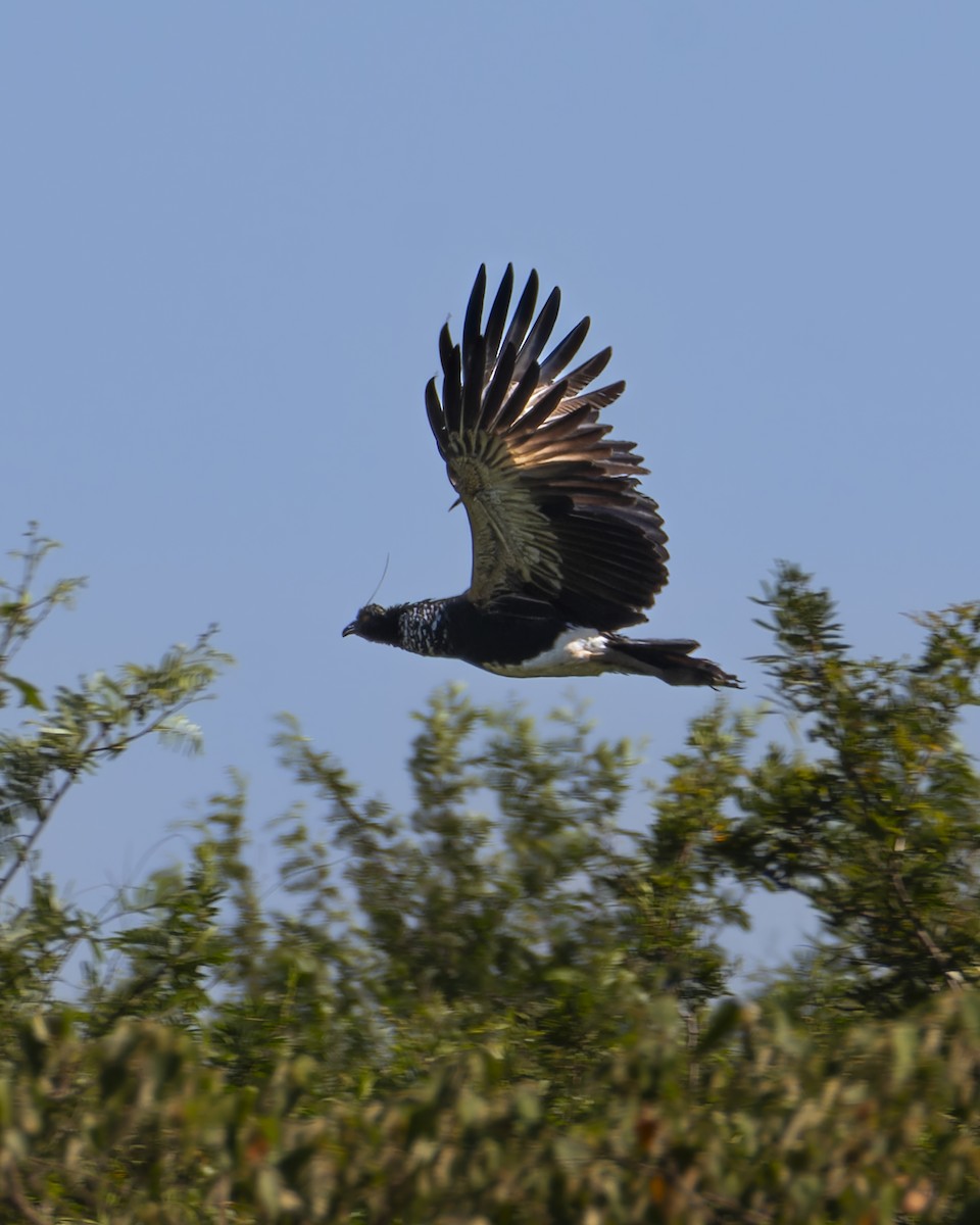 Horned Screamer - ML645841796