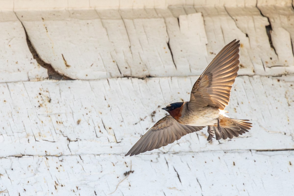 סנונית אמריקנית - ML645841801