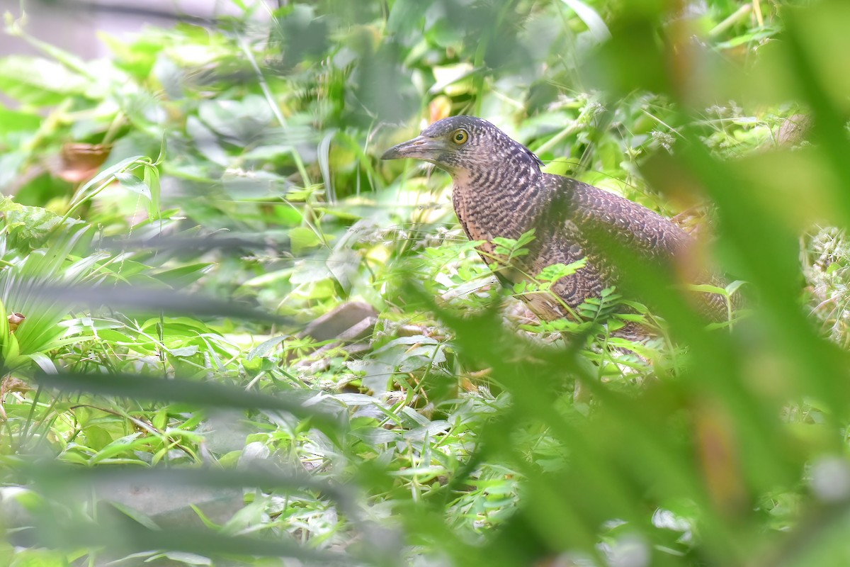 Malay Gece Balıkçılı - ML645841803