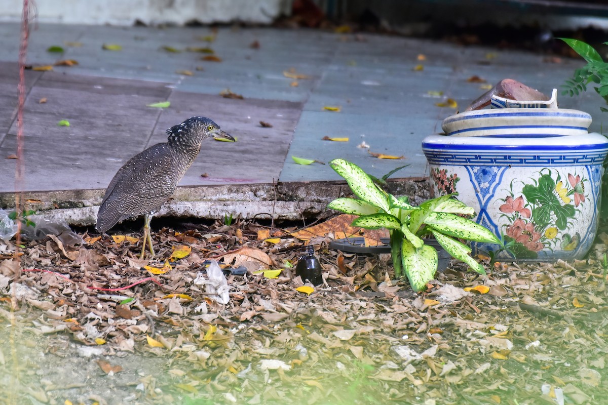 Malay Gece Balıkçılı - ML645841804