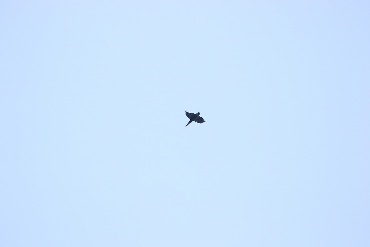 Peregrine Falcon - ML645841806