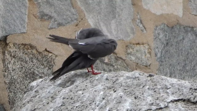 Крячок-інка - ML645841810