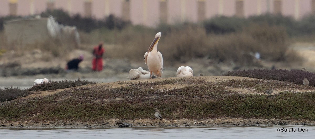 Great White Pelican - ML645841812