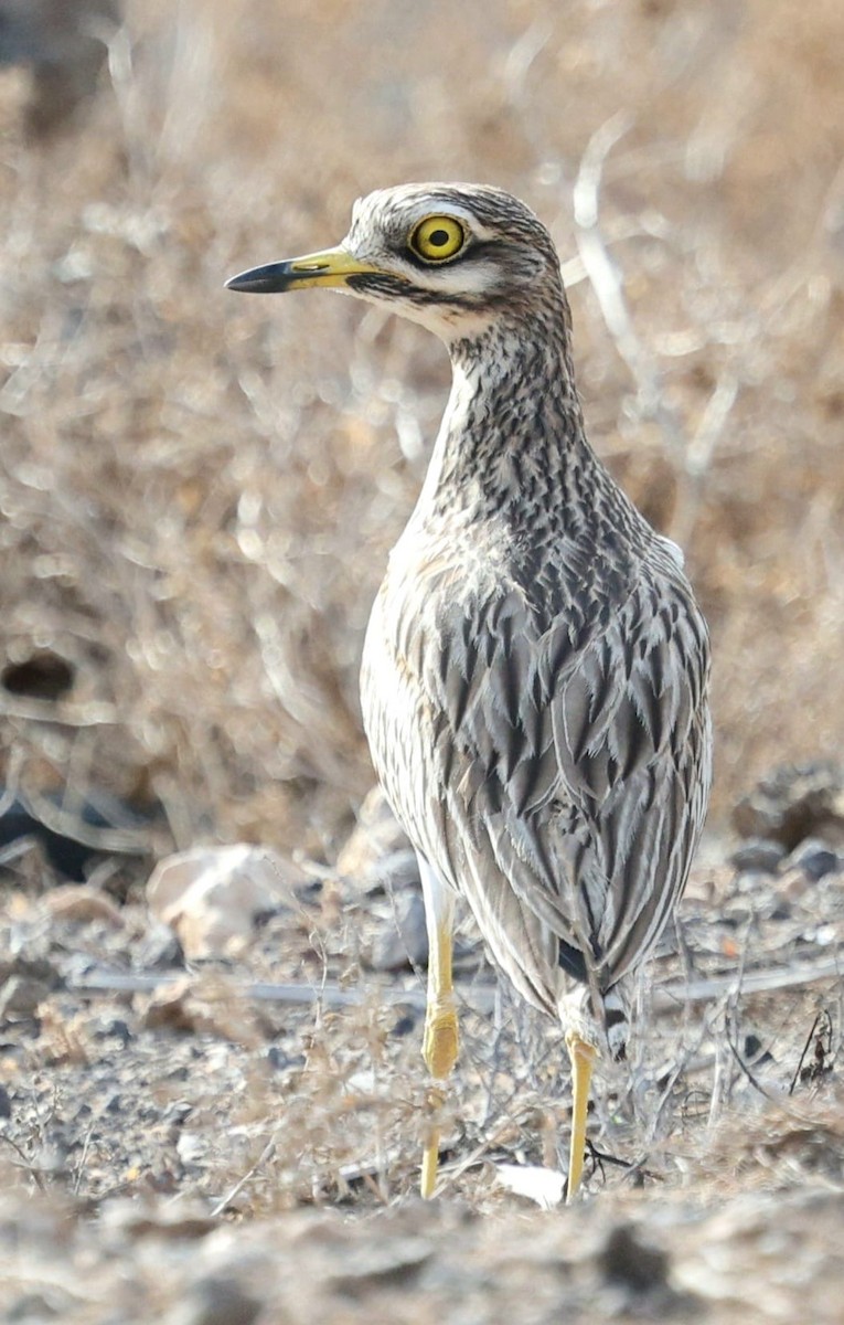 dytík úhorní - ML645841818