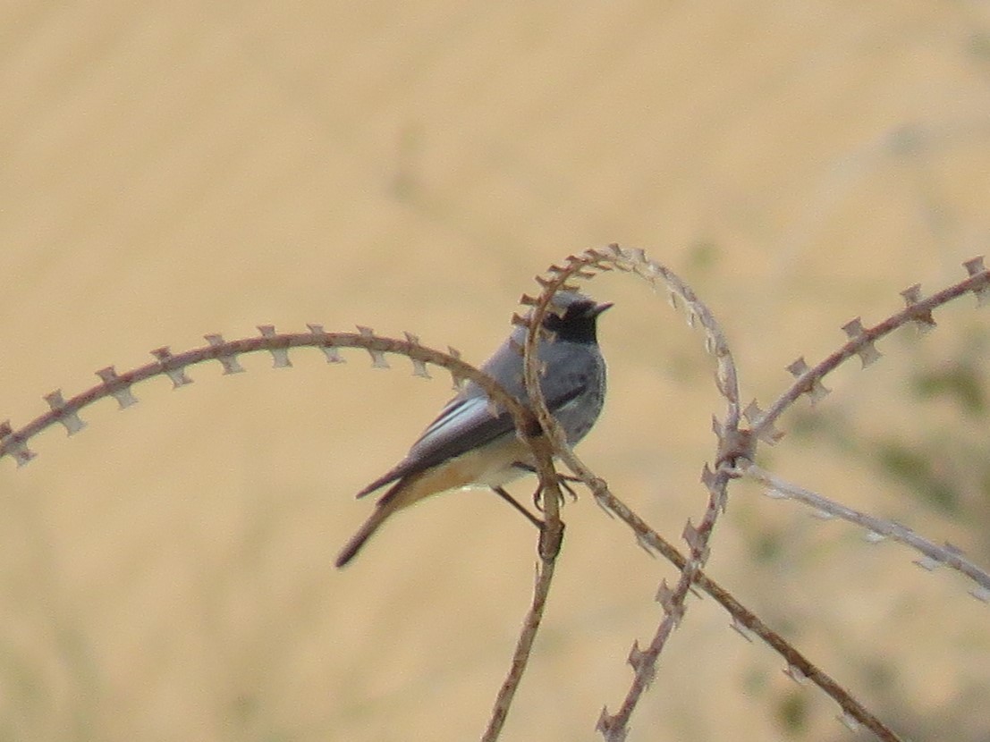 Black Redstart - ML645841821