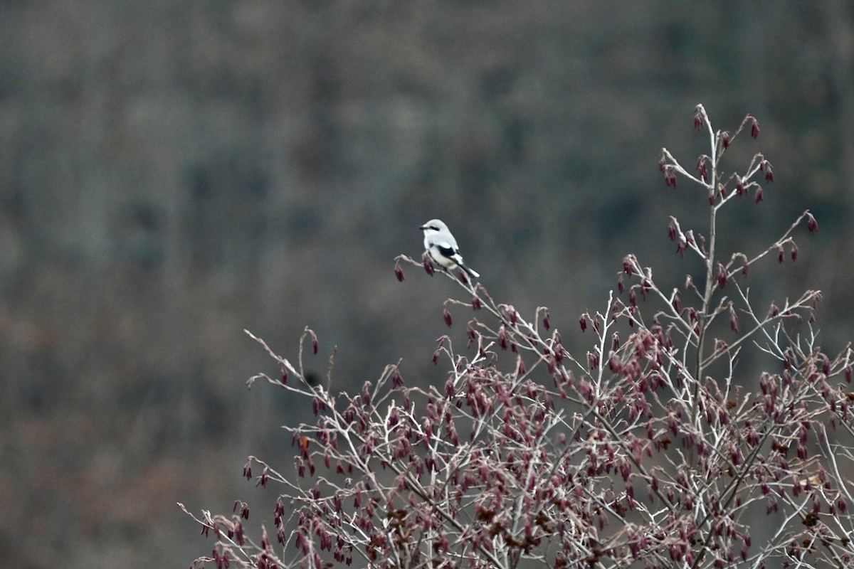 Northern Shrike - ML645841825