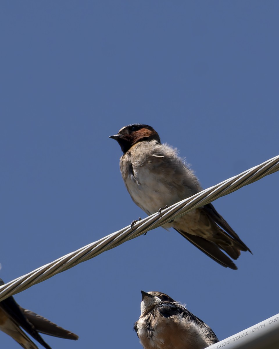 סנונית אמריקנית - ML645841834