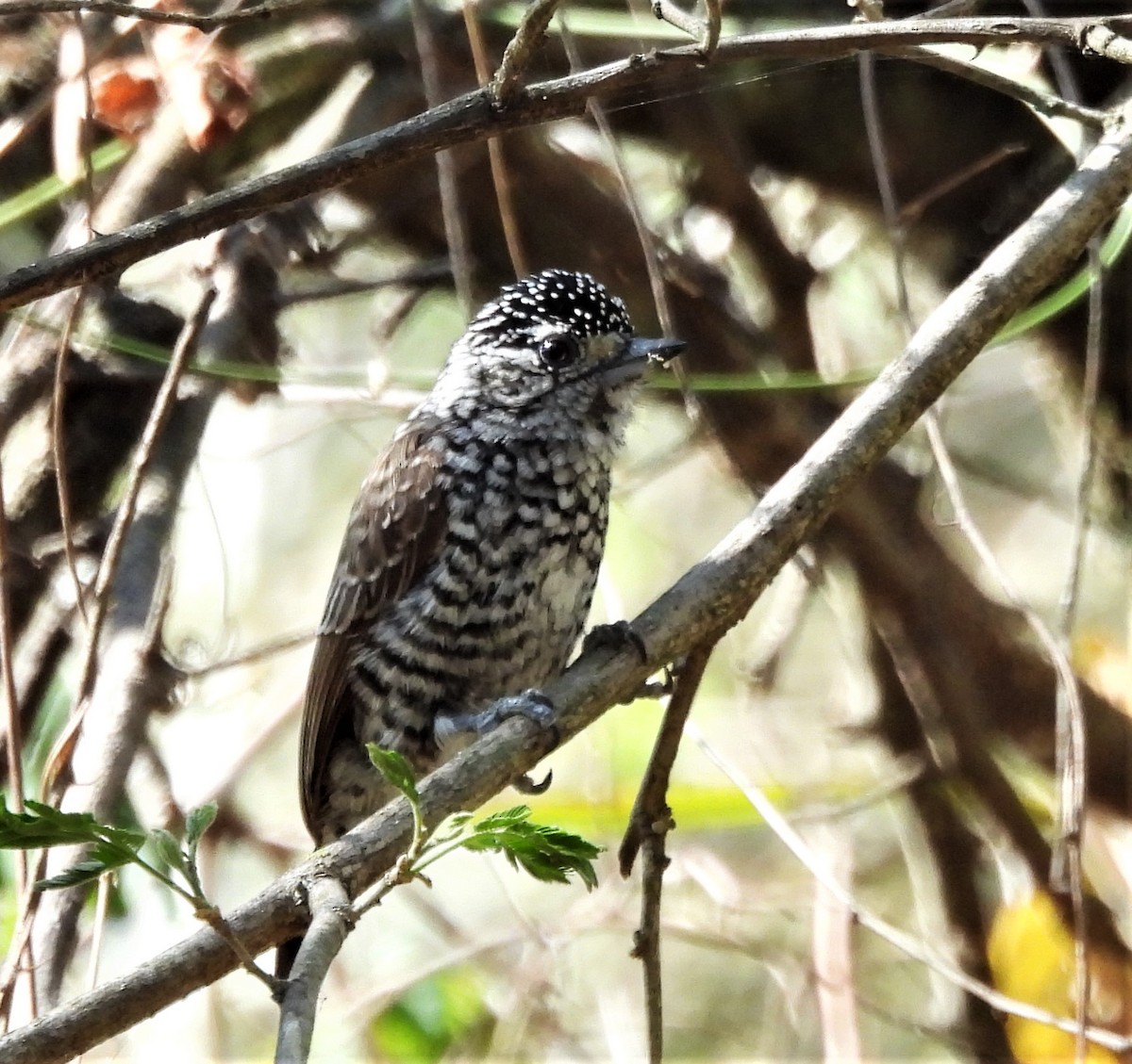 Zebrazwergspecht - ML645841836