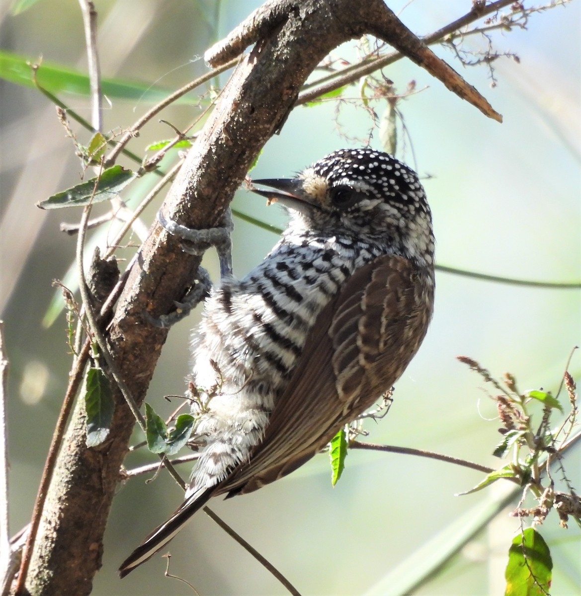 Zebrazwergspecht - ML645841837