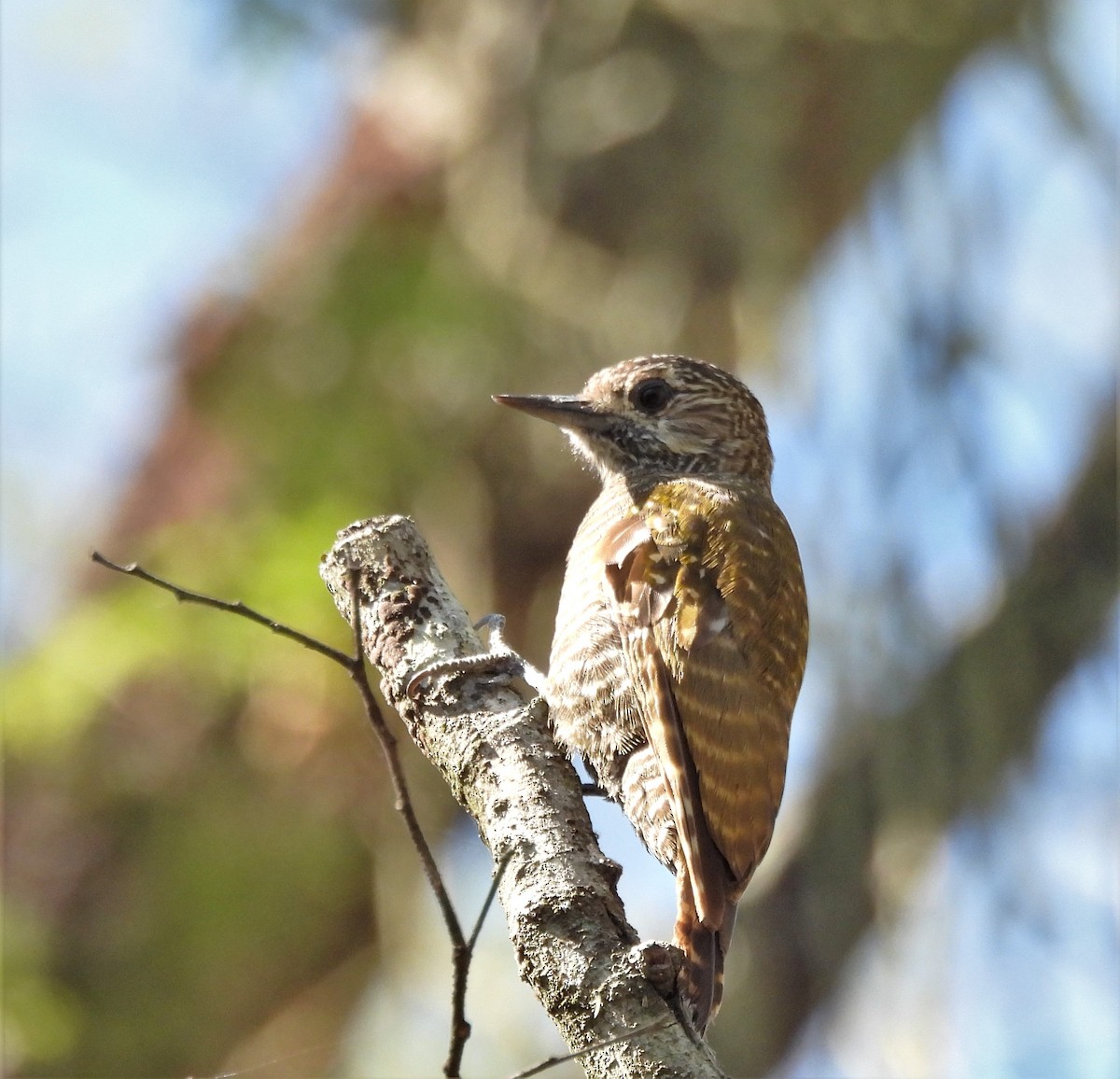 datel perločelý - ML645841840