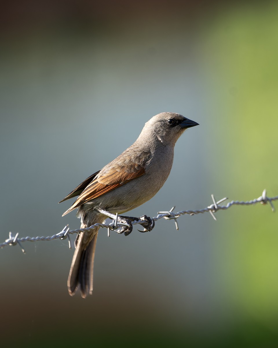 Grayish Baywing - ML645841841