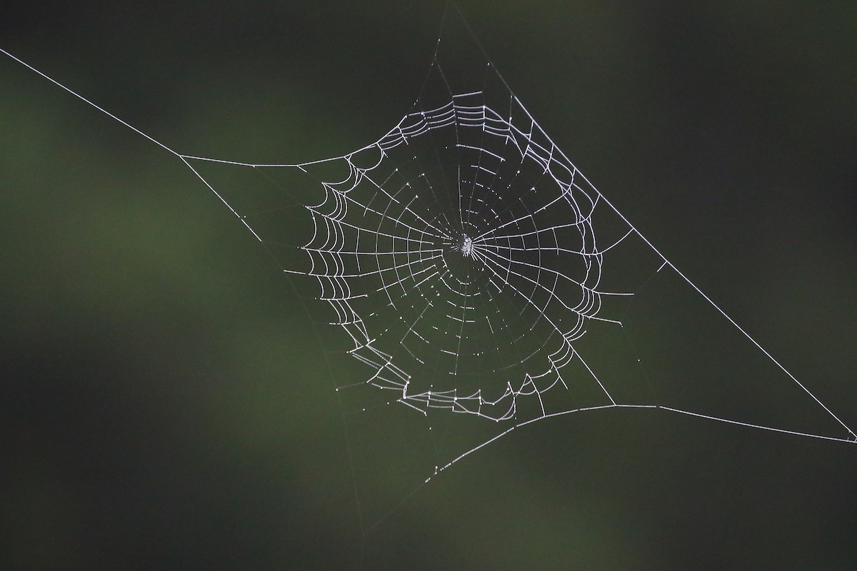 Arachnids - ML645841846