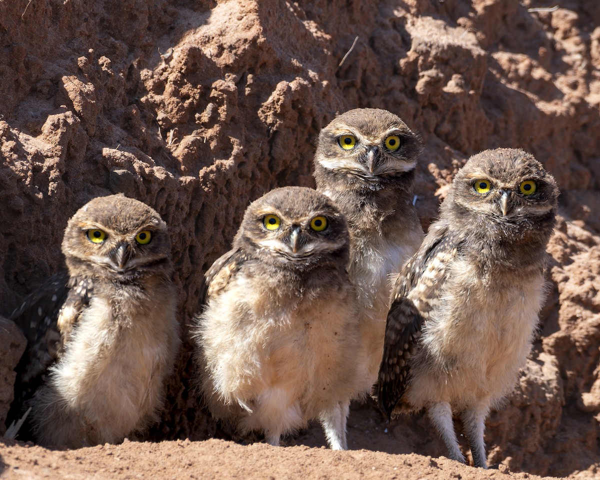 sýček králičí - ML645841847