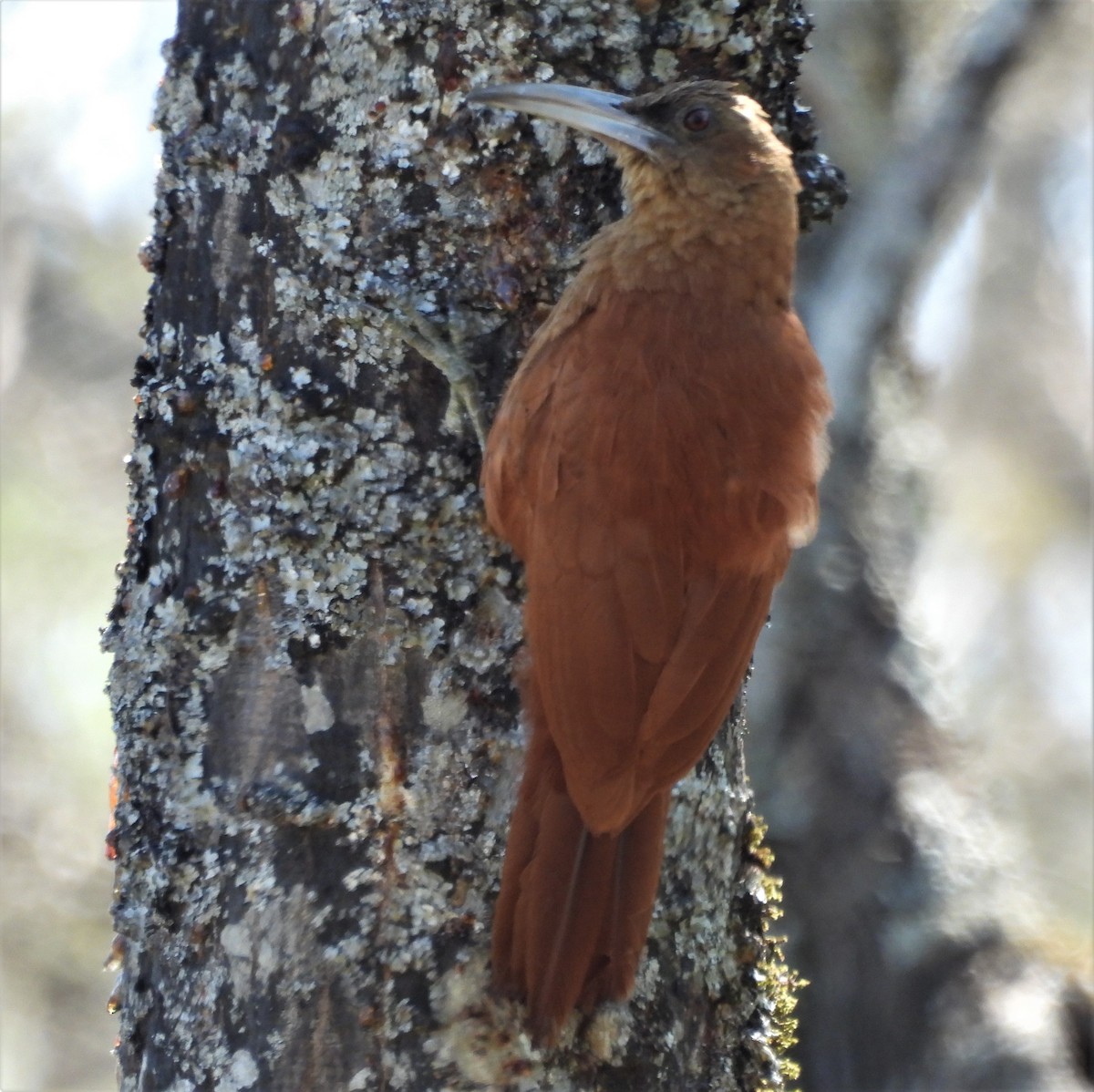 Great Rufous Woodcreeper - ML645841849