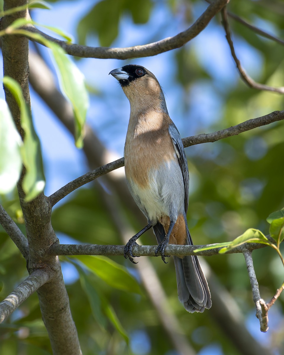 Cinnamon Tanager - ML645841851